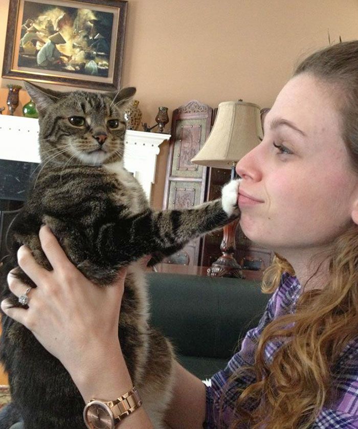 Kocak! Inilah Ekspresi Para Kucing yang Tak Suka Dipeluk Oleh