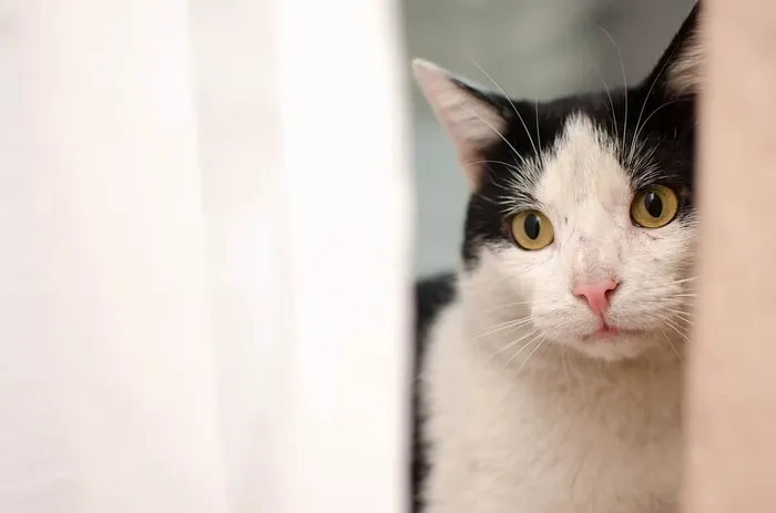 BERITA POPULER Ekspresi Kucing yang Tidak Suka Dipeluk Pemiliknya