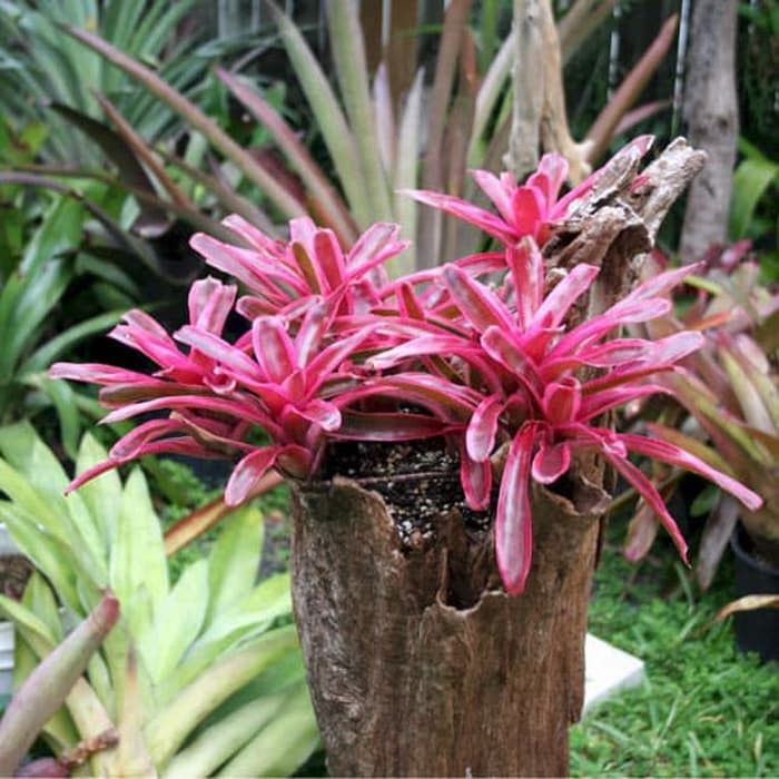 Bromelia dan 2 Jenis Paku-pakuan