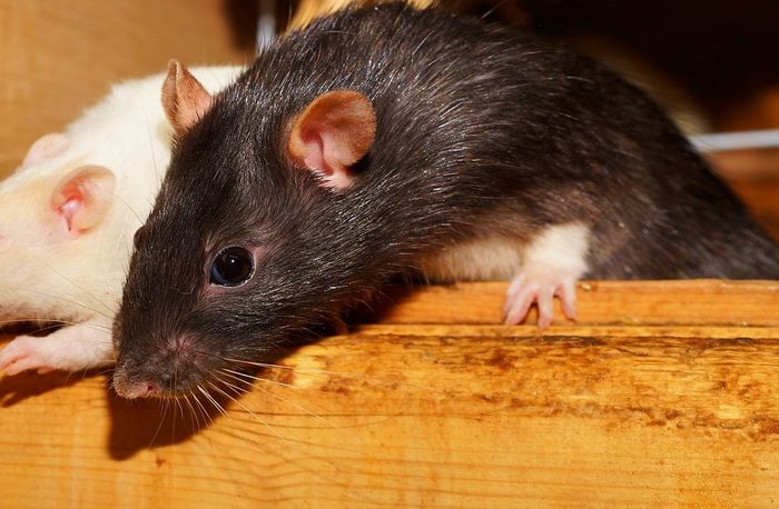 Tafsir Mimpi Melihat Tikus Masuk Rumah Tak Melulu Pertanda Buruk Loh Semua Halaman Suar