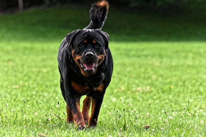5 Jenis Anjing Proteksi yang Bisa Membantu Menjaga Rumah ...