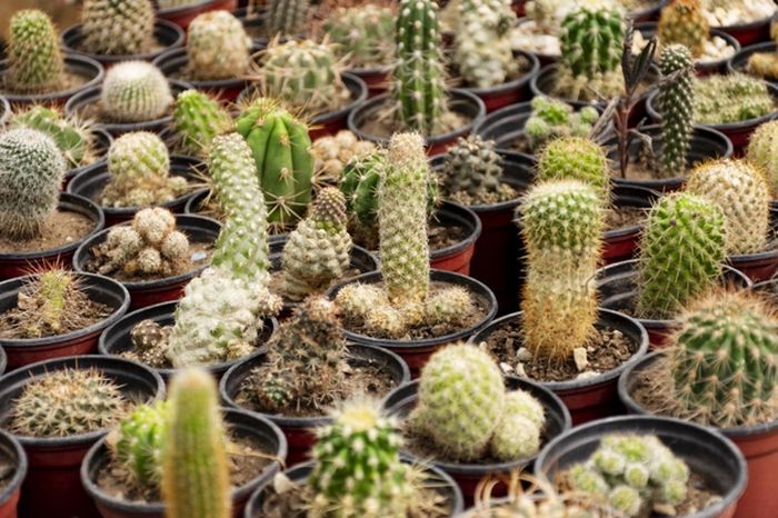 Ini 5 Cara Merawat Kaktus Di Rumah Agar Tetap Sehat Dan Indah Semua Halaman Kids