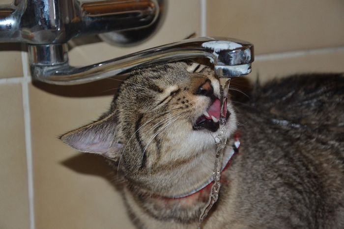 Hidung Kucing Basah atau Hidung Kucing Kering, Mana yang Berbahaya? Bobo