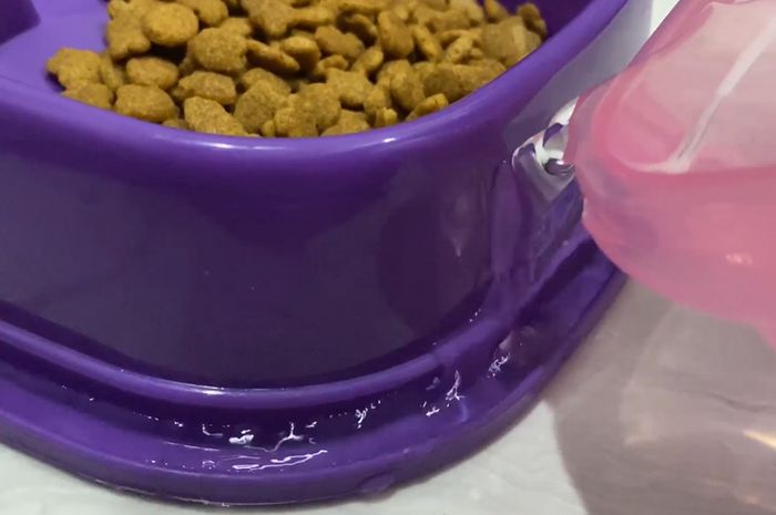 Tips Agar Makanan Kucing Tidak Didatangi Semut, Dijamin Semut Tidak