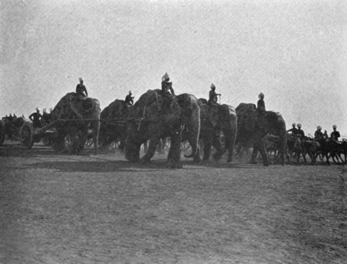 Tentara Gajah India