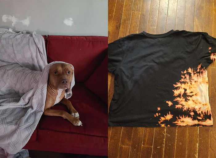 BERITA POPULER Anjing yang Tidak Sengaja Hasilkan Baju Keren untuk