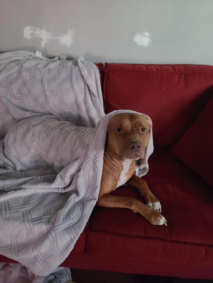 Kocak! Anjing Ini Tumpahkan Pemutih pada Baju Pemiliknya, Hasilnya