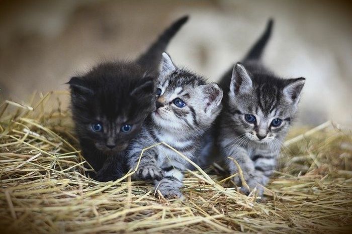 Jangan Salah Sangka, Ini Ternyata Maksud Anak Kucing Suka