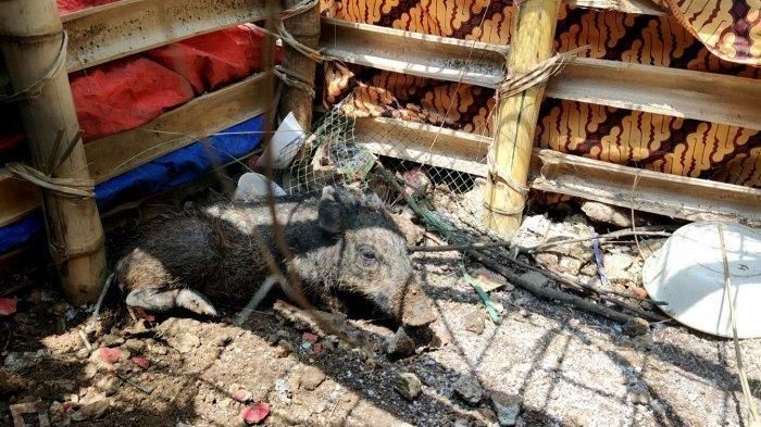 Babi yang diduga jadi-jadian dan diamankan warga di Kelurahan Bedahan, Sawangan, Kota Depok, Selasa (27/4/2021).