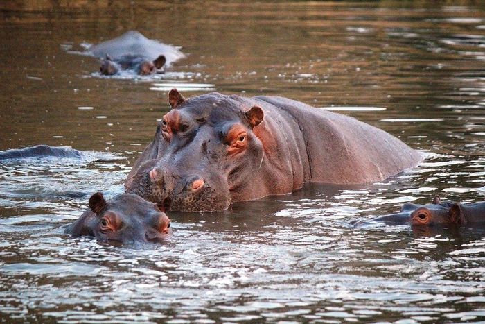 Beberapa Jenis Hewan Darat yang Pandai Berenang, Kemampuannya Enggak