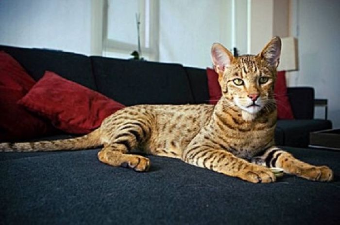 5 Jenis Kucing Termahal di Dunia, Ada yang Harganya Mencapai 1 Miliar