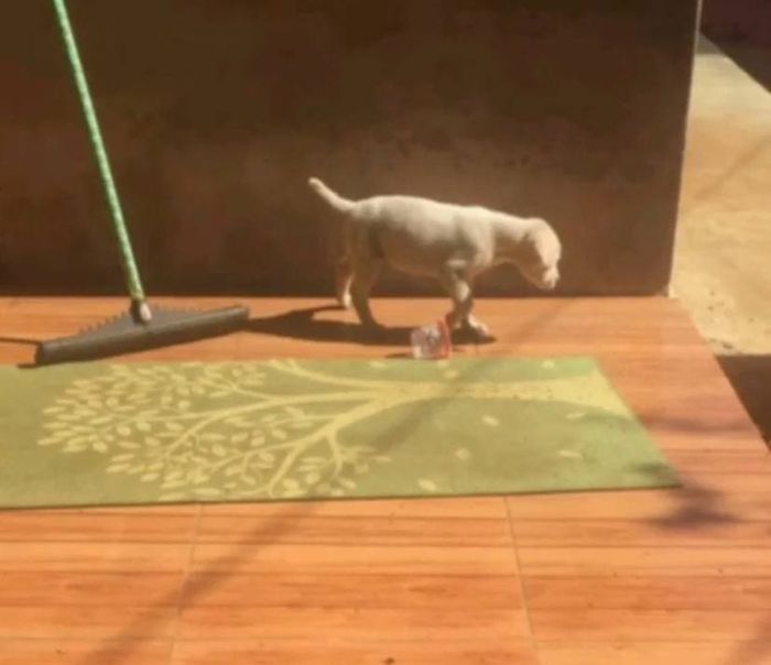 Bikin Terharu, Pesepeda Baik Hati Ini Selamatkan Anjing Malang yang