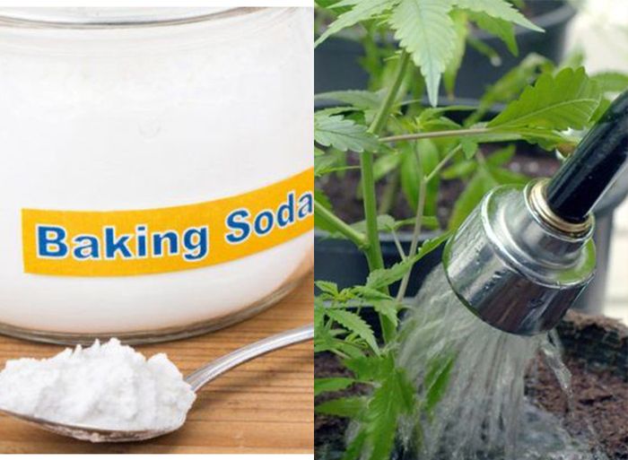 Baru Seminggu Semprot Campuran Baking Soda dengan Sabun ke Tanaman