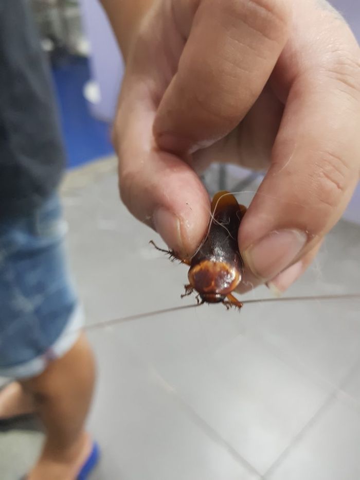 Viral kecoa dirawat oleh dokter hewan.