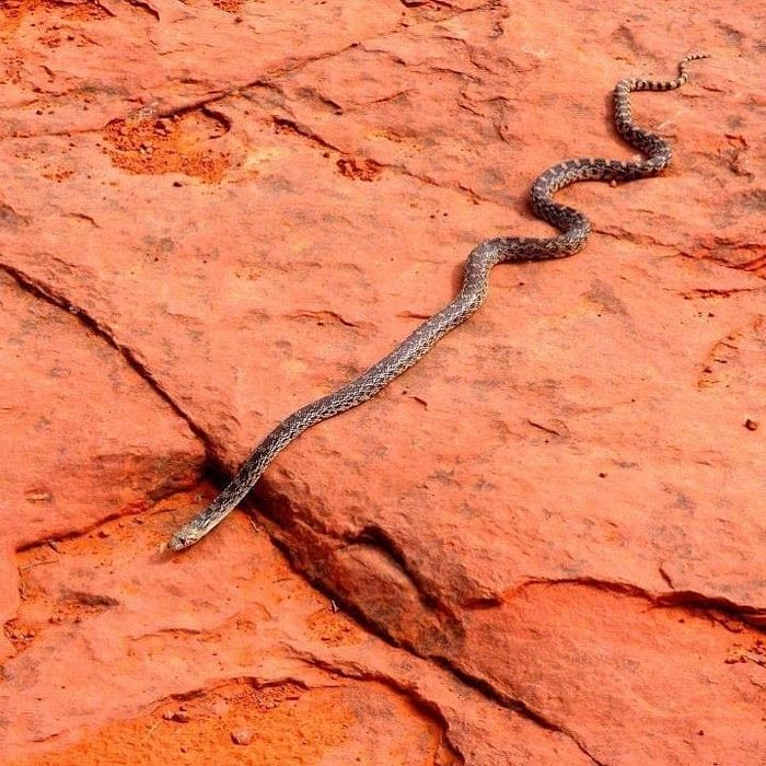 Cara Mengusir Ular Dari Rumah 3 Bahan Dapur Ini Ternyata Bisa Dipakai Semua Halaman Fotokita Cara Mengusir Ular Dari Rumah 3 Bahan Dapur Ini Ternyata Bisa Dipakai Semua Halaman Fotokita