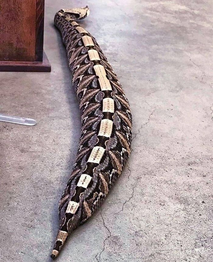 Cara Mengusir Ular Dari Rumah 3 Bahan Dapur Ini Ternyata Bisa Dipakai Semua Halaman Fotokita Cara Mengusir Ular Dari Rumah 3 Bahan Dapur Ini Ternyata Bisa Dipakai Semua Halaman Fotokita