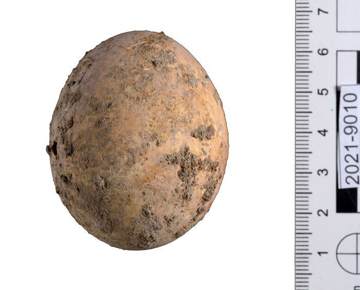 Conservado en heces: se encontró un huevo de gallina de 1000 años en Yavne, Israel.