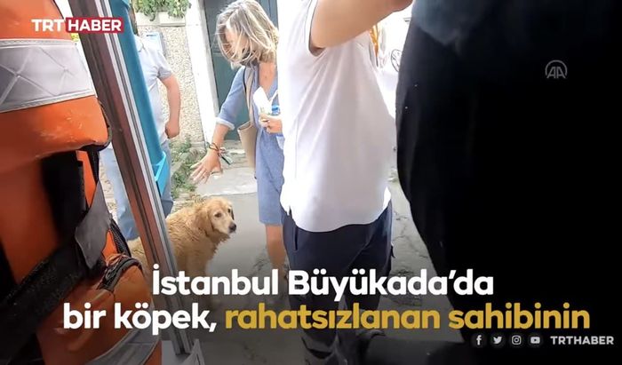 Bikin Terharu, Anjing Setia Ini Berlari Mengejar Ambulans yang Membawa