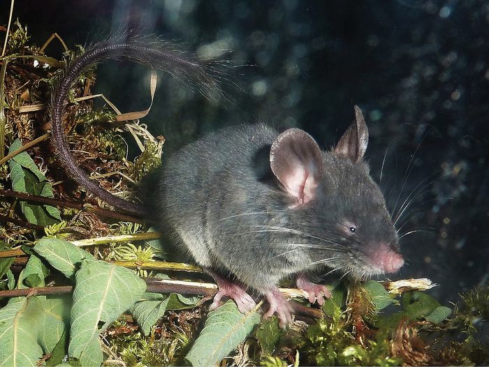 The Chinese pygmy rat (Typhlomys cinereus) is a species of rodent from the family Platacanthomyidae found in China and Vietnam.