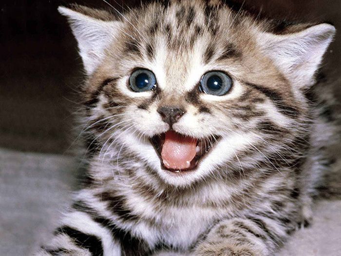 Bikin yang Lihat Ikut Happy, Begini 10 Potret Kucing yang ...