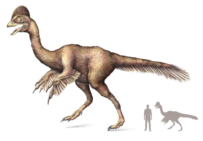 The 500-pound (225-kilogram) dinosaur probably ate a variety of plants, small animals, and eggs. 