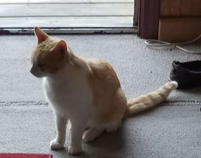 Bagaikan Mimpi, Ibu Ini Ingin Pelihara Kucing Berbulu Oranye dan Putih