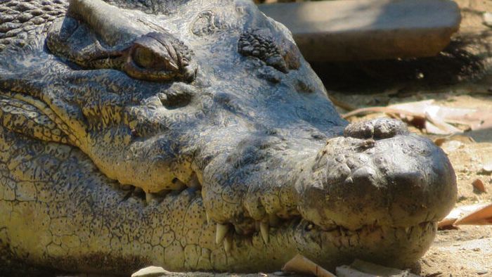 Buaya di Danau Ira Lalao
