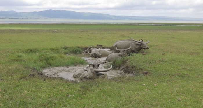 Kerbau berkubang di Danau Ira Lalao.
