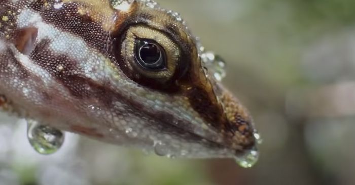 The unique habit of aquatic analis was discovered by Lindsey Swierk, assistant research professor of biological sciences at Binghamton University, State University of New York.
