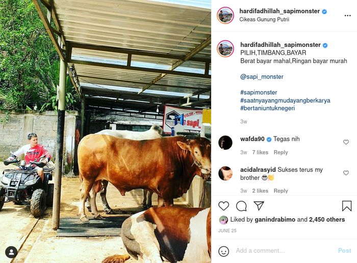 Hardi Fadhilah sedang mengawasi sapi-sapi yang dijual sebelum dijual.