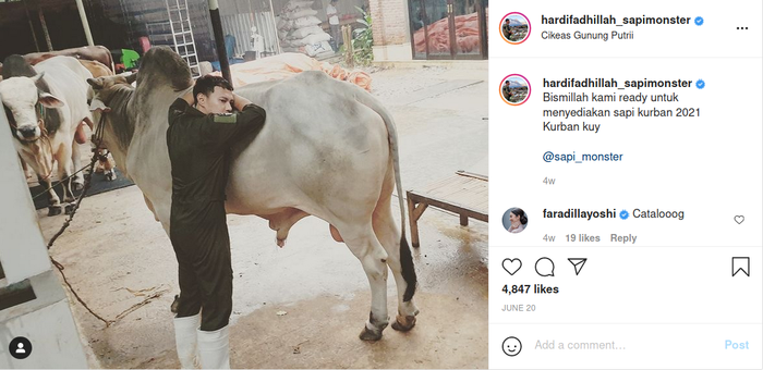 Memeluk sapinya, Hardi Fadhilah, siap menyiapkan sapi kurban untuk Idul Adha.