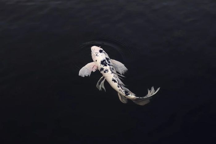 Arti Mimpi Melihat Banyak Ikan Koi Ini Sering Dikaitkan Dengan Perlambang Cinta Berikut Ini Arti Mimpi Melihat Ikan Koi Menurut Primbon Jawa Semua Halaman Suar Arti Mimpi Melihat Banyak Ikan Koi Ini Sering Dikaitkan Dengan Perlambang Cinta Berikut Ini Arti Mimpi Melihat Ikan Koi Menurut Primbon Jawa Semua Halaman Suar