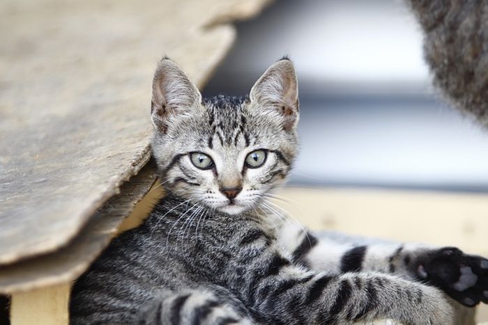 Fakta Unik Kucing Kampung, Mulai Bebas dari Penyakit Genetik 
