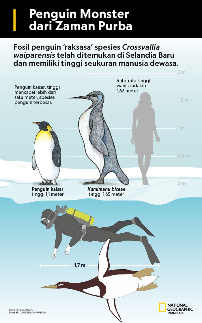 Naar Toestand buffet Penguin Monster' Julukan Temuan Fosil Penguin Setinggi Manusia - Semua  Halaman - National Geographic