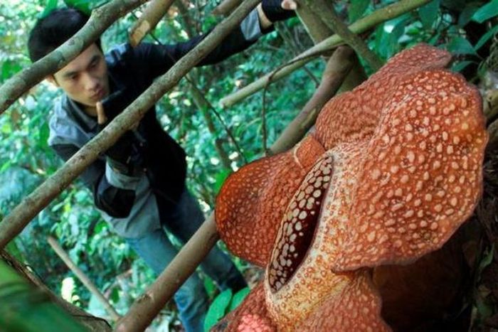Jadi Bunga Terbesar Di Dunia Ini 5 Fakta Unik Rafflesia Arnoldii Semua Halaman Kids