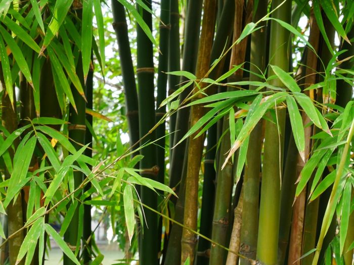 Pohon bambu, ciri tumbuhan yang berkembang biak dengan cara tunas beserta contohnya. 