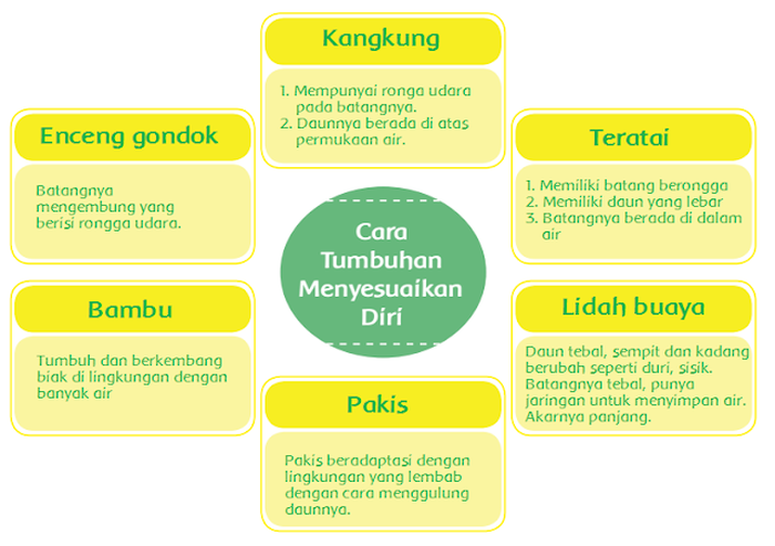 Jawaban Cara Tumbuhan Beradaptasi Dengan Lingkungannya Kelas 6 Sd Tema 2 Semua Halaman Fotokita