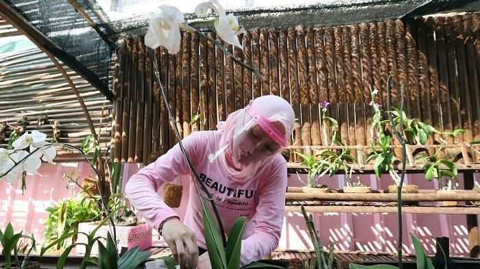Terpidana kasus korupsi, Angelina Sondakh tengah merawat tanaman anggrek di Lembaga Pemasyarakatan (Lapas) Perempuan Kelas IIA Pondok Bambu, Jakarta Timur, Jumat (17/7/2020). Selama berada didalam Lapas Pondok Bambu, Angelina Sondakh mengisi waktu kosong dengan menanam sayuran hidroponik dan membaca
