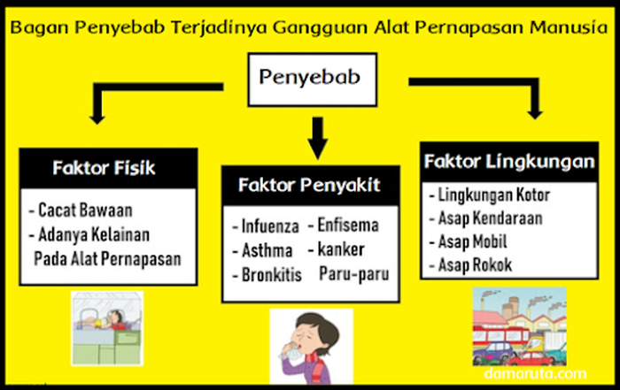 Answer Make a chart/diagram/model about the causes of disturbances in the human respiratory system.