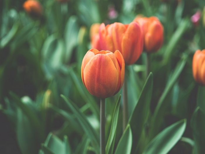 Bunga tulip termasuk ke dalam contoh tumbuhan umbi lapis.