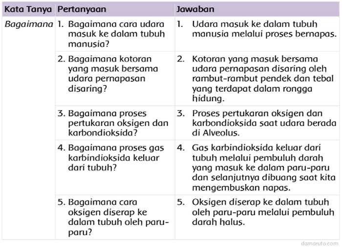 Jawaban Buatlah Pertanyaan Tentang Sistem Pernapasan Pada Manusia Semua Halaman Fotokita