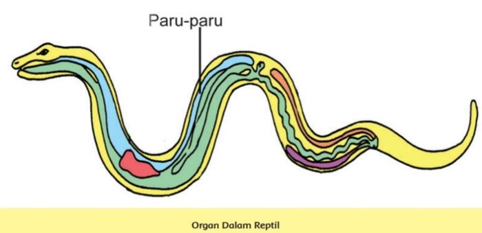 Isi Jawaban Kelas 5 Tema 2 Cara Kerja Organ Pernapasan Pada Reptil Semua Halaman Kids