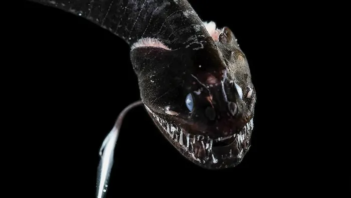 Spesies Ikan Yang Amat Hitam Ditemukan Bisa Serap 99 9 Persen Cahaya Semua Halaman National Geographic