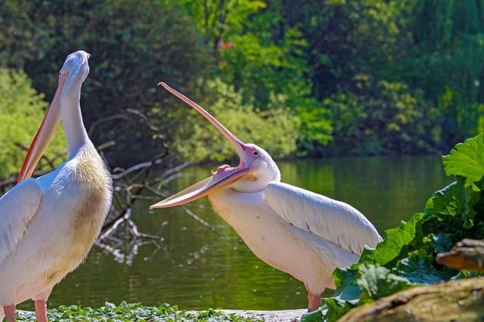 Punya Paruh Berkantong Ketahui 5 Fakta Unik Pelikan Si Burung Purba Semua Halaman Kids