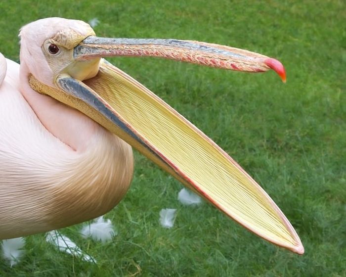 Burung Pelikan Mempunyai Paruh Yang Berkantung