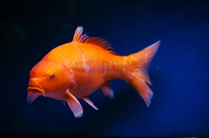 Ilmuwan Jelaskan Kenapa Ikan Mas Di Minnesota Bisa Tumbuh Raksasa Semua Halaman National Geographic