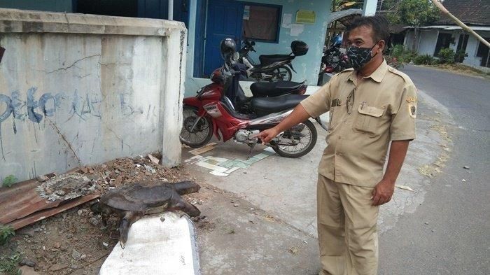 Bulus raksasa dari trowongan kuno yang hebohkan warga Klaten.