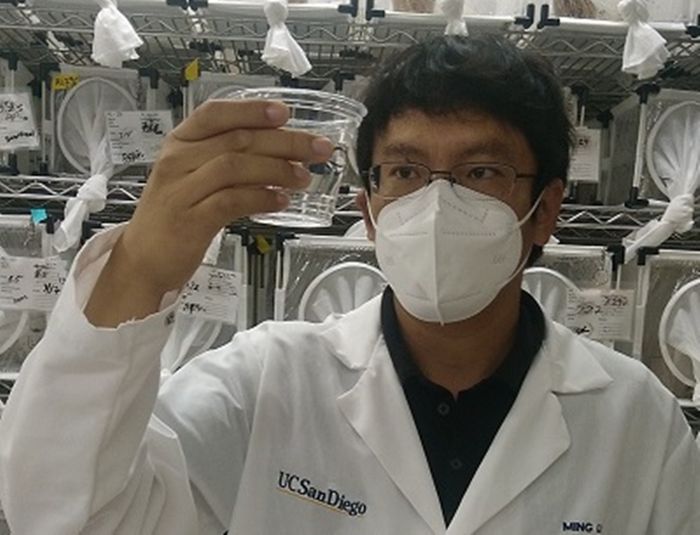 UC San Diego Postdoctoral Scholar Ming Li, penulis pertama makalah yang menjelaskan teknik serangga steril berpemandu presisi berbasis CRISPR pada nyamuk Aedes aegypti, menunjukkan pemilahan jentik nyamuk pgSIT.