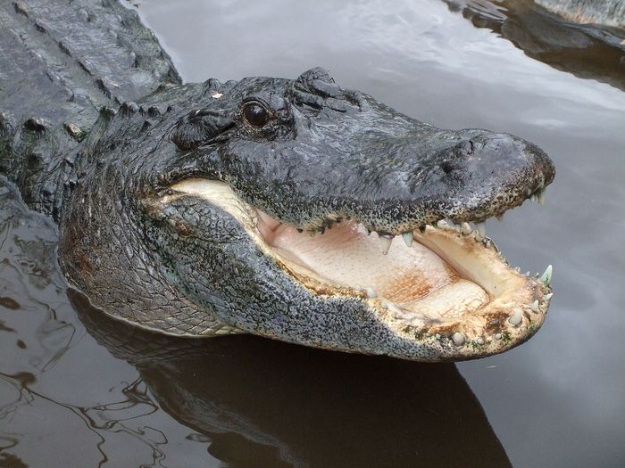 Seekor aligator di Gatorland, Florida. Alligator adalah buaya dalam genus Alligator dari keluarga Alligatoridae. Dua spesies yang masih ada adalah buaya Amerika (A. mississippiensis) dan buaya Cina (A. sinensis). Selain itu, beberapa spesies buaya yang telah punah diketahui dari sisa-sisa fosil. Buaya pertama kali muncul pada zaman Oligosen sekitar 37 juta tahun yang lalu.