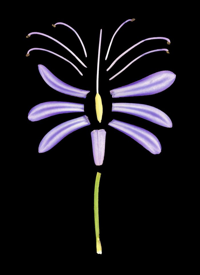 Bunga lili Afrika (Agapanthus africanus) terbagi menjadi beberapa bagian.